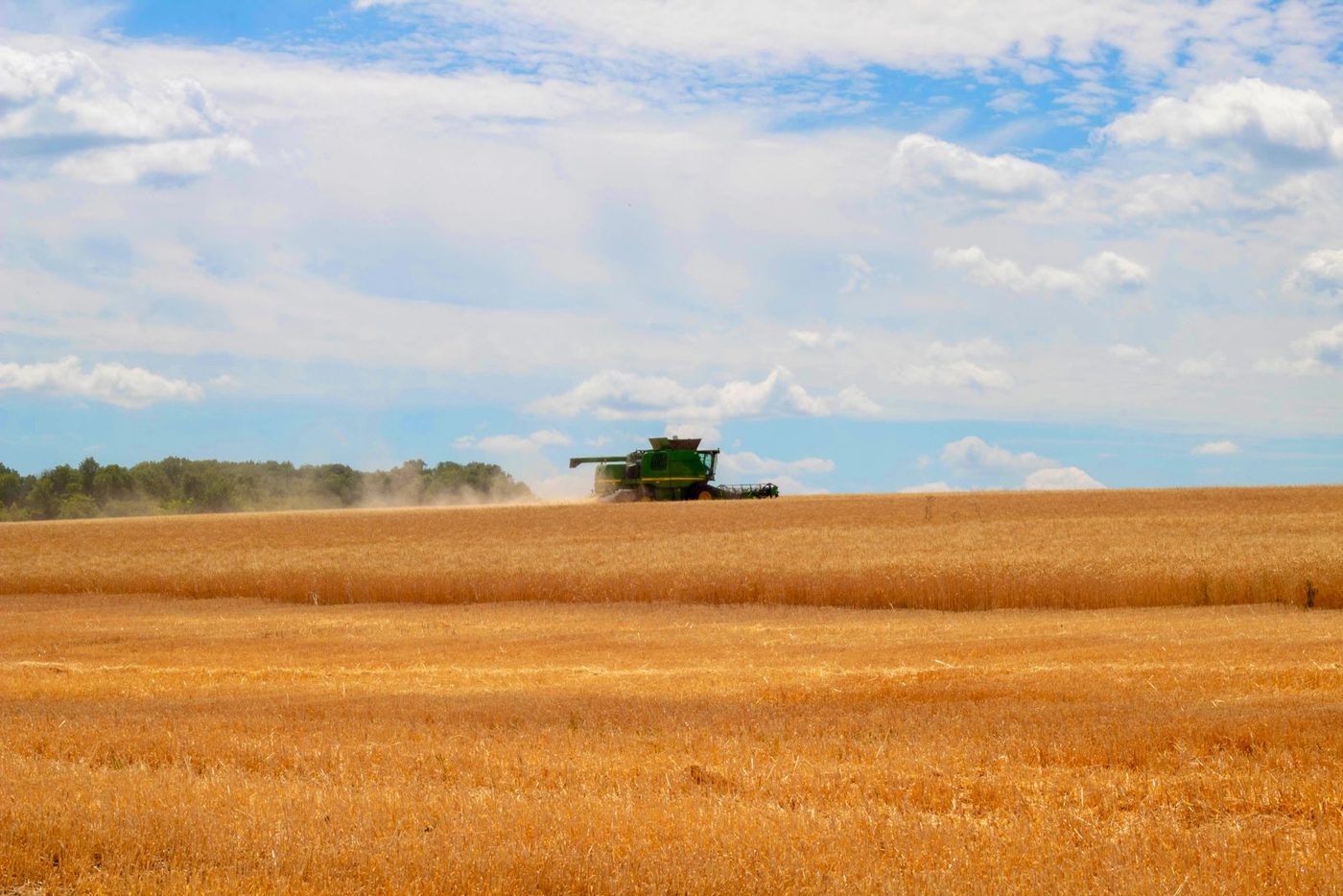 Combine harvester in a golden wheat field under a blue sky