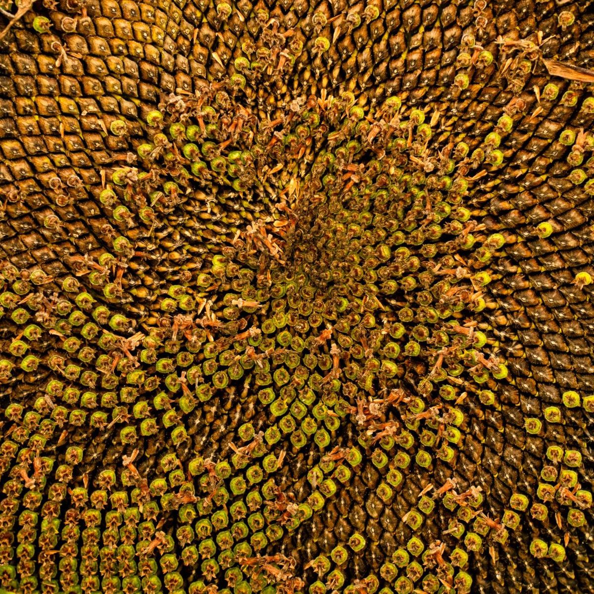 Close-up of a ripe sunflower seed head